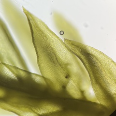 Aulacomnium androgynum