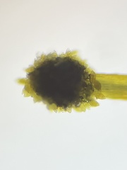 Aulacomnium androgynum