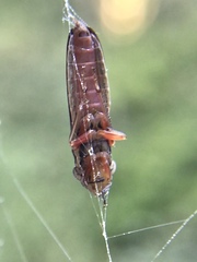 Homalodisca insolita