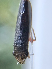 Homalodisca insolita