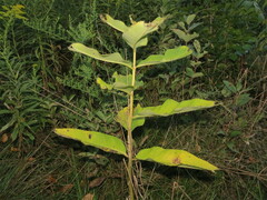 Asclepias syriaca