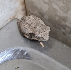 Chiromantis xerampelina