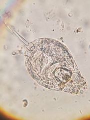 Rotifera