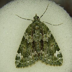 Chloroclysta siterata