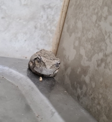 Chiromantis xerampelina