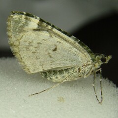 Chloroclysta siterata