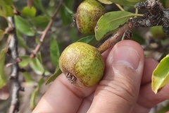 Pyrus spinosa