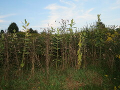 Asclepias syriaca