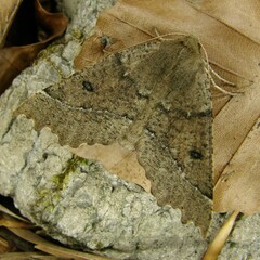 Odontopera bidentata