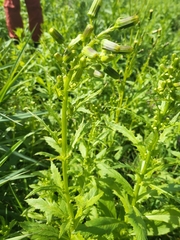 Erechtites hieraciifolius