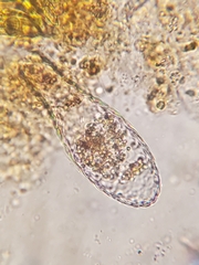 Euglypha