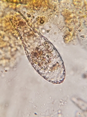 Euglypha
