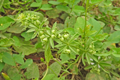 Galium tricornutum
