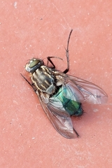Sarconesia chlorogaster