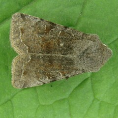 Orthosia incerta