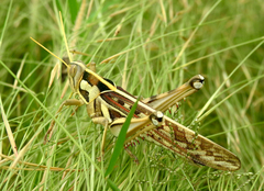 Cyrtacanthacris tatarica