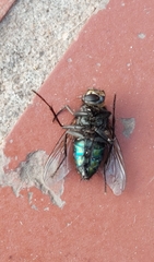 Sarconesia chlorogaster