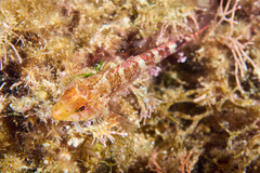 Tripterygion delaisi