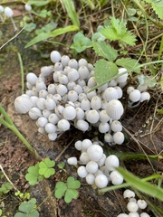 Coprinellus disseminatus