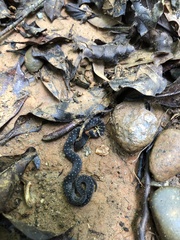 Erythrolamprus epinephalus