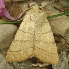 Charanyca trigrammica