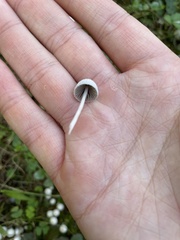 Coprinellus disseminatus