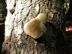 Inonotus