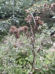 Arctium tomentosum