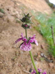 Stachys grandidentata