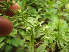Galium tricornutum