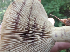 Lactarius dispersus