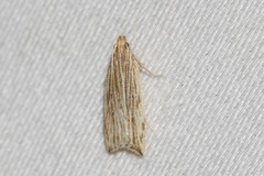 Helcystogramma hystricella