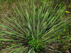 Yucca arkansana