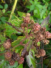 Rubus procerus
