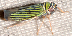 Tylozygus bifidus