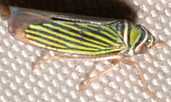 Tylozygus bifidus
