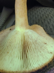 Lactarius dispersus
