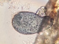 Stentor multiformis