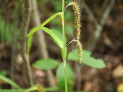 Carex gynandra
