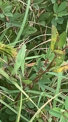 Dichromorpha viridis