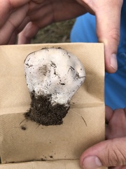 Calvatia cyathiformis