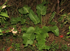 Rumex obtusifolius