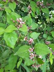 Malpighia glabra