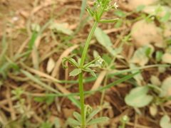Galium tricornutum