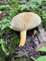 Lactifluus hygrophoroides