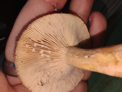 Lactarius dispersus
