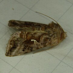 Autographa pulchrina