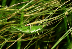 Pyrgomorphidae