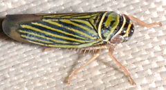 Tylozygus bifidus