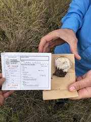 Calvatia cyathiformis